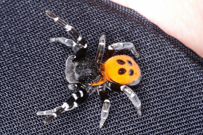 Eresus_sandaliatus_D2952_Z_84_NP De Hoge Veluwe_Nederland.jpg